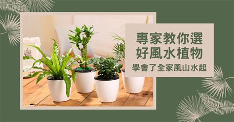 庭院風水樹|【風水植物大全】專家教你選好風水植物，學會了全家。